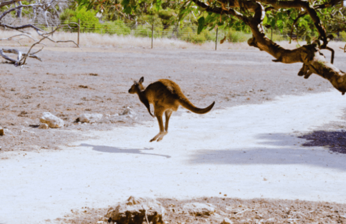 Kangaroo Island