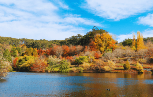 Mt. Lofty