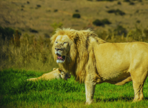 Rhino & Lion Nature Reserve and Wonder Cave Tour