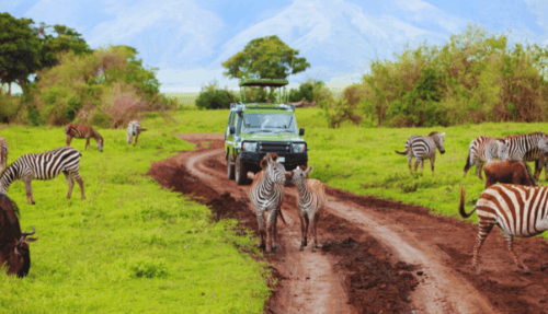 Pilanesberg Nature Reserve Game Safari