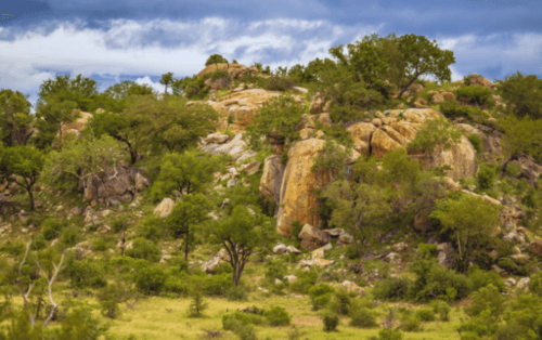 Melville Koppies Nature Reserve