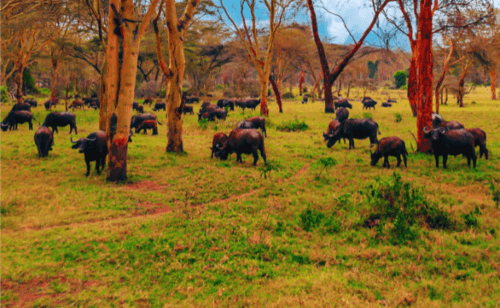 Klipriviersberg Nature Reserve