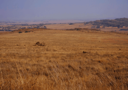 Suikerbosrand Nature Reserve