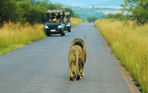 Pilanesberg National Park