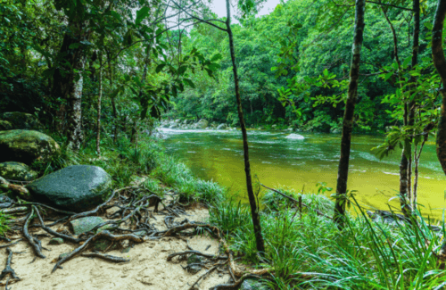 Daintree Rainforest